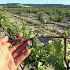 Un agricultor muestra los daños producidos por el pedrisco en una rama de su viñedo, en una de las Denominaciones de Origen de Castilla y León.-ICAL
