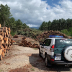 Un detenido y 14 investigados por vender madera infectada-GUARDIA CIVIL