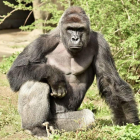 El gorila Harambe, en una imagen facilitada por el zoo de Cincinatti.-EFE