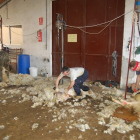 Labores de esquileo en la granja de la localidad de Olmedo.-AGM