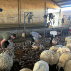 Un grupo de esquiladores uruguayos, con Ignacio Fidalgo al centro, trabajando con el método australiano-neozelandés en una explotación de la Comunidad.-E.M.
