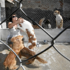 Instalaciones de la perrera a cargo de la protectora ‘Defensa Animal’ de Laguna de Duero. - PHOTOGENIC
