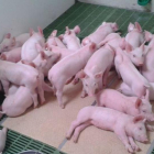 Un grupo de lechones recién destetados descansa en una sala acondicionada dentro de los corrales de una explotación porcina en Castilla y León.-E.M.
