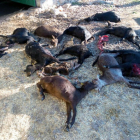 Ejemplares de cabras muertas por el ataque de lobos.-ICAL