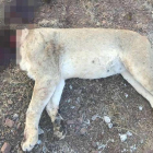 Uno de los leones descuartizados en el zoo de Pretoria.-EL PERIÓDICO