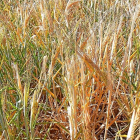 Campo de cereal en Torrecilla de la Orden, al sur de Valladolid, donde se aprecian las espigas blancas heladas en una zona ya siniestrada.-E.M.