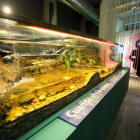 Nuevo acuario de la Casa del Río del Museo de la Ciencia de Valladolid-Miriam Chacón / ICAL