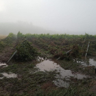 Uno de los cultivos, totalmente destruido por las lluvias torrenciales y las piedras que han caído estos días.-UPA-COAG