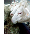 Vacas se alimentan en el pesebre de un cebadero en una explotación ganadera. -  PQS / CCO