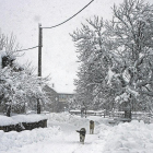 Dos perros pasean por los Agüellos leoneses cubiertos de nieve.-ICAL