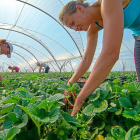 Varias trabajadoras en la campaña de recolección de fresa fruta en los invernaderos ubicados en Cabezas de Alambre (Ávila).-GRUFESA