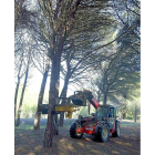 Imagen de archivo sobre la campaña de piñas en un pinar de Valladolid.-ICAL