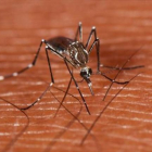 Un ejemplar del mosquito ’Aedes aegypti’, transmisor del dengue.-MARK YOKOYAMA