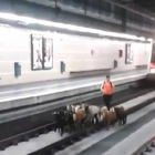 Imagen del vídeo de Instagram que graba a las cabras paseando por las vías del tren.-Foto: INSTAGRAM / emartinborregon