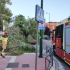 Árbol caído en la calle Real de Burgos.- TWITTER POLICIA