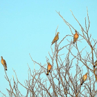 Palomas torcaces en un chopo seco de la capital vallisoletana.-LEONARDO DE LA FUENTE