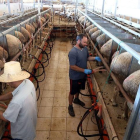 Ordeño manual de ovejas en la explotación Las Cortas de Blas, ubicada e n la provincia de Valladolid.-ICAL