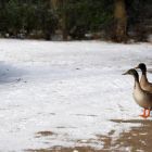 Dos patos en un parque de Valladolid, tras la nieve caída a primera hora de la mañana-Ical