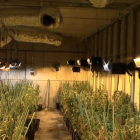 La Policía Nacional y la Guardia Civil desmantelan una plantación de marihuana con más de 1.000 plantas en Villanubla. -E. M.