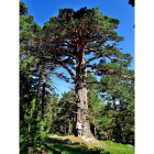La Ruta de los Abuelos del Bosque cuenta con algunos de los mayores ejemplares de España como el Pino Rey de la imagen.-VIDAL HERRERO