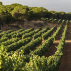 Imagen de las plantaciones de la bodega en la localidad vallisoletana de Pollos donde se cultiva la variedad autóctona de la uva verdejo-EL MUNDO