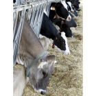 Vacas de leche en la granja de Ventosa de San Pedro.-HDS