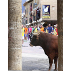 La localidad de Astudillo (Palencia) celebra el encierro del Toro Enmaromado 2016, conocido como Toro del Pueblo, reconocido como espectáculo taurino tradicional-Brágimo / ICAL