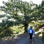 La ruta de los castaños de Hermisende tiene un recorrido circular de 8 kilómetros con principio y final en el corazón del pueblo zamorano.-JOSÉ LUIS CABRERO