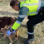 Un Guardia Civil asiste a un parto de una cabra en una carretera de Valladolid. / G. CIVIL