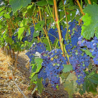 Imagen de los viñedos de la Denominación de Origen Ribera del Duero.-E. M.