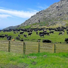 Vacas pastando en Navalcán (Toledo) antes de retornar a los agostaderos de Gredos.-A.G.