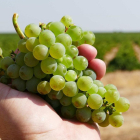 En la imagen, un manojo de verdejo, uva autóctona de esta comarca castellana que se ha convertido en todo un emblema.-D. O. RUEDA