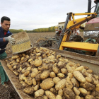 Recogida de patatas en una finca cercana a la localidad palentina de Ventosa de Pisuerga.-ICAL