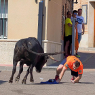 Uno de los momentos de tensión vividos ayer en el encierro de Fresno, la caída de un mozo en el recorrido.-PABLO REQUEJO