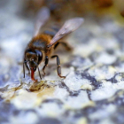 Imagen de una abeja en un panal de la provincia salmantina.-ENRIQUE CARRASCAL