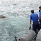 El elefante en medio del mar.-AFP