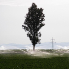 Campo de cultivo de remolacha.-ICAL