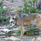 Un ejemplar de lobo ibérico en el centro de Robledo de Sanabria (Zamora).-ICAL