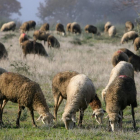 Rebaño de ovejas pastando en un prado en la provincia de León.-ICAL