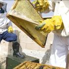 Los apicultores apoyan la medida al considerar que la eliminación de estos insecticidas podría repercutir positivamente en la producción de miel.-ECB