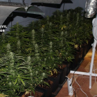 Plantas de marihuana en un laboratorio 'indoor'-EUROPA PRESS