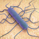Fotografía a escala microscópica de la bacteria ‘Listeria monocytogenes’, detectada en algunos envíos de carne . CSIC-