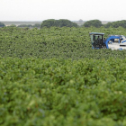 Labores de cosecha en unos viñedos cercanos a Rueda.-J.M. LOSTAU