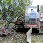 Un trabajador recoge las nueces cosechadas en la explotación de Valnut en Villagarcía de Campos (Valladolid).-ICAL