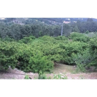 Cerezos en el Valle del Tiétar ante una cosecha recortada por la meteorología.-A.G.