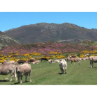 Vacas pastando en un prado de la Montaña Palentina.-EL MUNDO