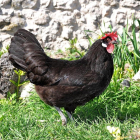 Un ejemplar de gallina castellana negra hembra, con su cresta hacia un lado.-R. G. GANECA