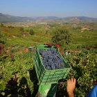 Primeros días de vendimia en la D.O. Bierzo-ICAL