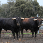 Dos ejemplares de toros bravos en una dehesa de Salamanca.-ICAL