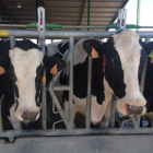 Granja de vacas frisonas en una explotación de vacuno de la provincia de Valladolid.-M. C.